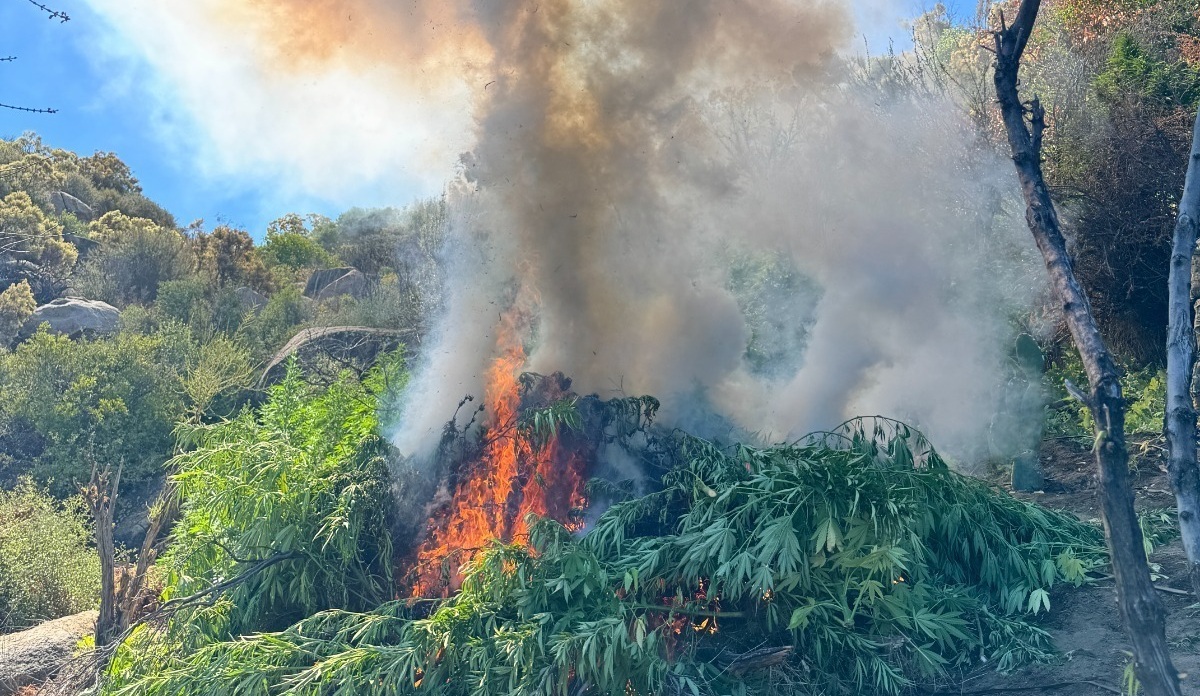 Marina destruye plantas de marihuana