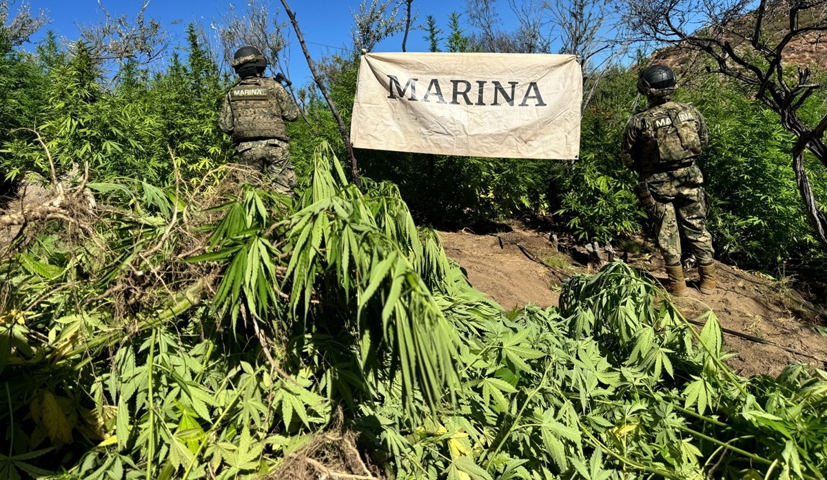 Marina destruye plantas de marihuana