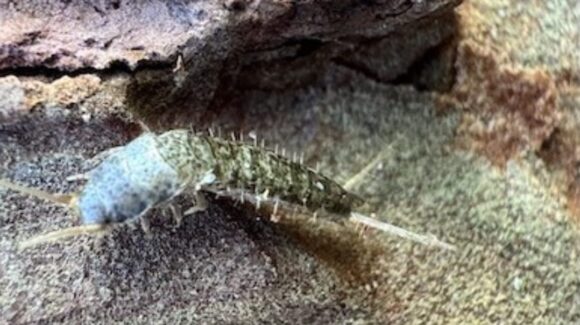 Descubren investigadores de la UAS una nueva especie de microartrópodo en la sierra de Surutato
