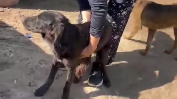 Negrita no está sola: organizan rifa en Guasave para apoyar su recuperación del gusano barrenador