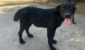 Muere Negrita, la perrita que fue el primer caso público de gusano barrenador en Guasave, Sinaloa