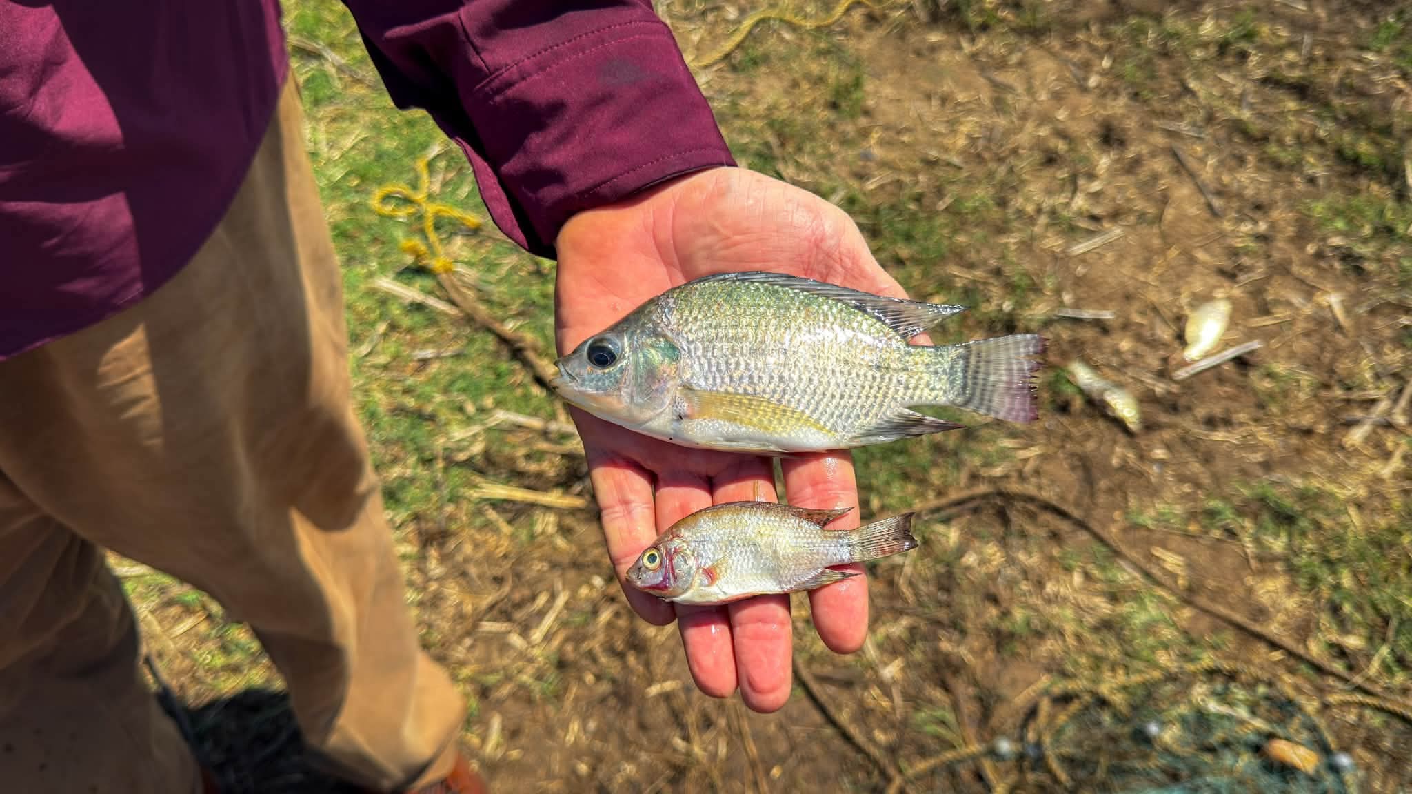 Peces muertos en la presa Miguel Hidalgo, en El Fuerte