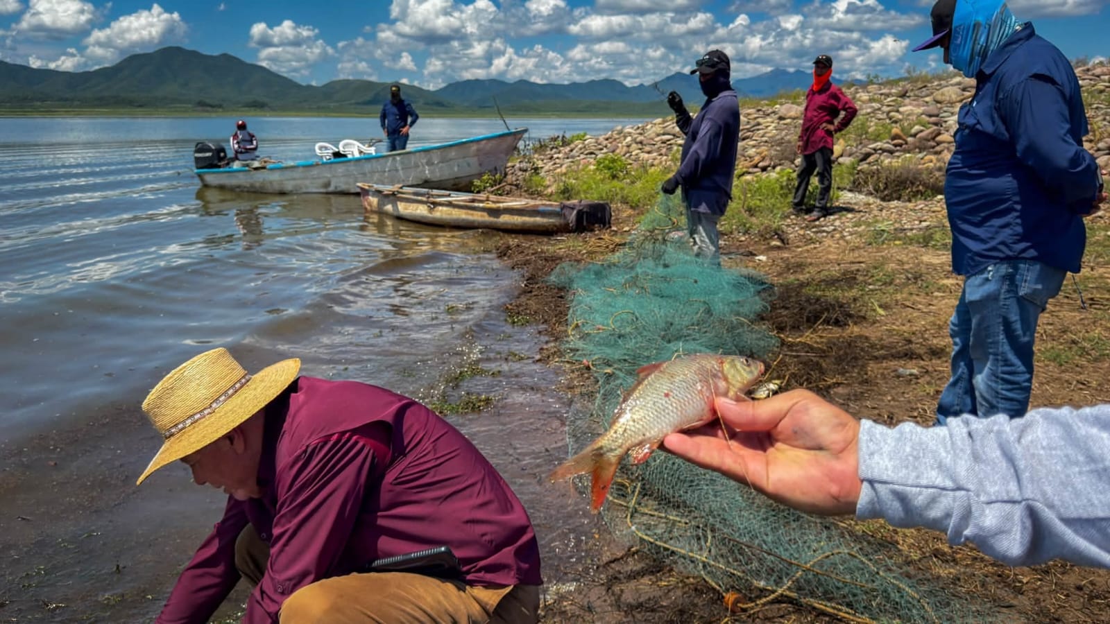 Peces muertos en la presa Miguel Hidalgo, en El Fuerte