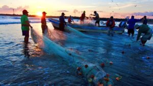 pesca de camaron