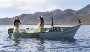 Pescadores de Angostura laboran contracorriente; la escama es la opción, porque esperan capturar camarón en octubre