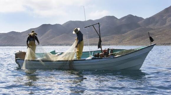 Pescadores de Angostura laboran contracorriente; la escama es la opción, porque esperan capturar camarón en octubre