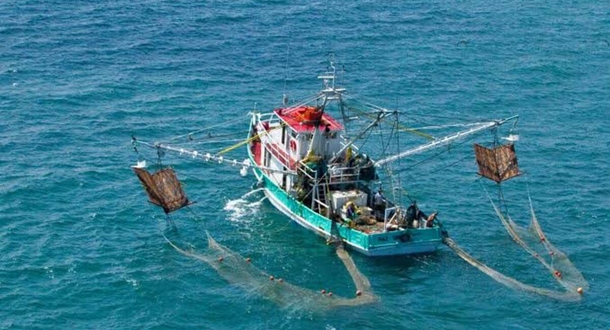 Solo 17 embarcaciones mayores de Topolobampo se harán a la mar en búsqueda del camarón de la temporada 26-27
