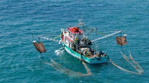 Solo 17 embarcaciones mayores de Topolobampo se harán a la mar en búsqueda del camarón de la temporada 26-27