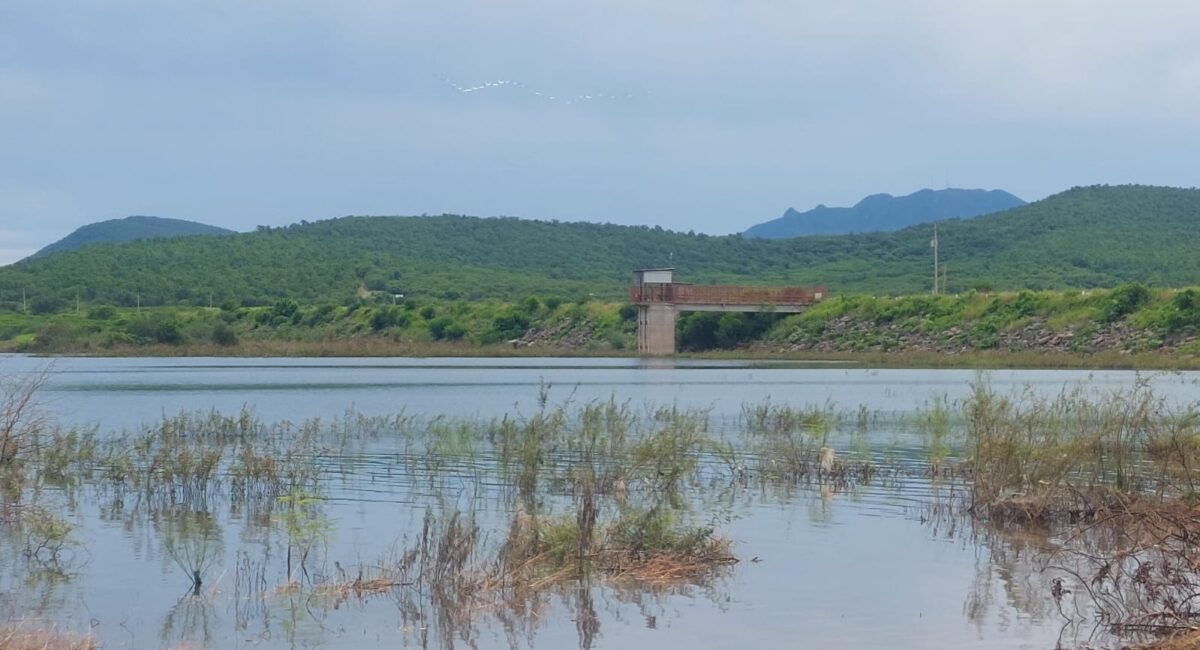 Pescadores piden que desfogues de la Eustaquio Buelna, en Guamúchil, sean solo los necesarios para evitar pérdida de crías