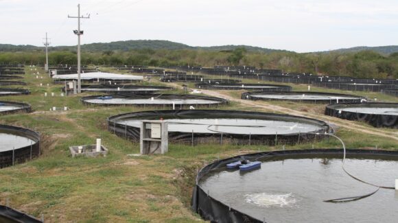Acuacultores podrán pagar 50 por ciento menos de luz; Conapesca abre registro para apoyos del 2027
