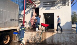 Baja 35% sacrificio de reses en el Rastro Municipal de Salvador Alvarado