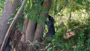 rescatan a dos cachorros de mapache de granjas acuicola en guasave