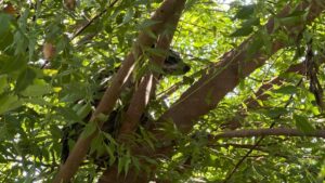 rescatan a dos cachorros de mapache de granjas acuicola en guasave grande