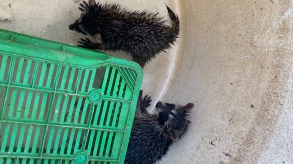 Rescatan a dos cachorros de mapache de granjas acuícolas y los devuelven a su hábitat en Guasave, Sinaloa