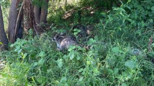 rescatan a dos cachorros de mapache de granjas acuicola en guasave sinaloa