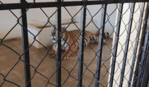 Rescatan a dos tigres de Bengala de un domicilio en El Bajío, al sur de Mazatlán, Sinaloa