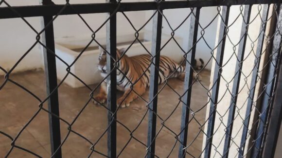 Rescatan a dos tigres de Bengala de un domicilio en El Bajío, al sur de Mazatlán, Sinaloa