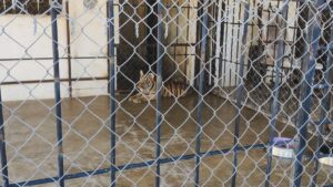 rescatan a dos tigres de bengala de un domicilio en el bajio lugar