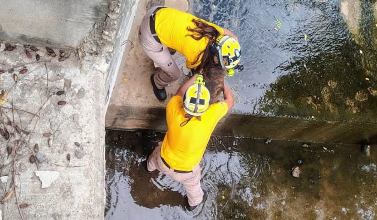 Rescatan a perrito de canal pluvial en Mazatlán