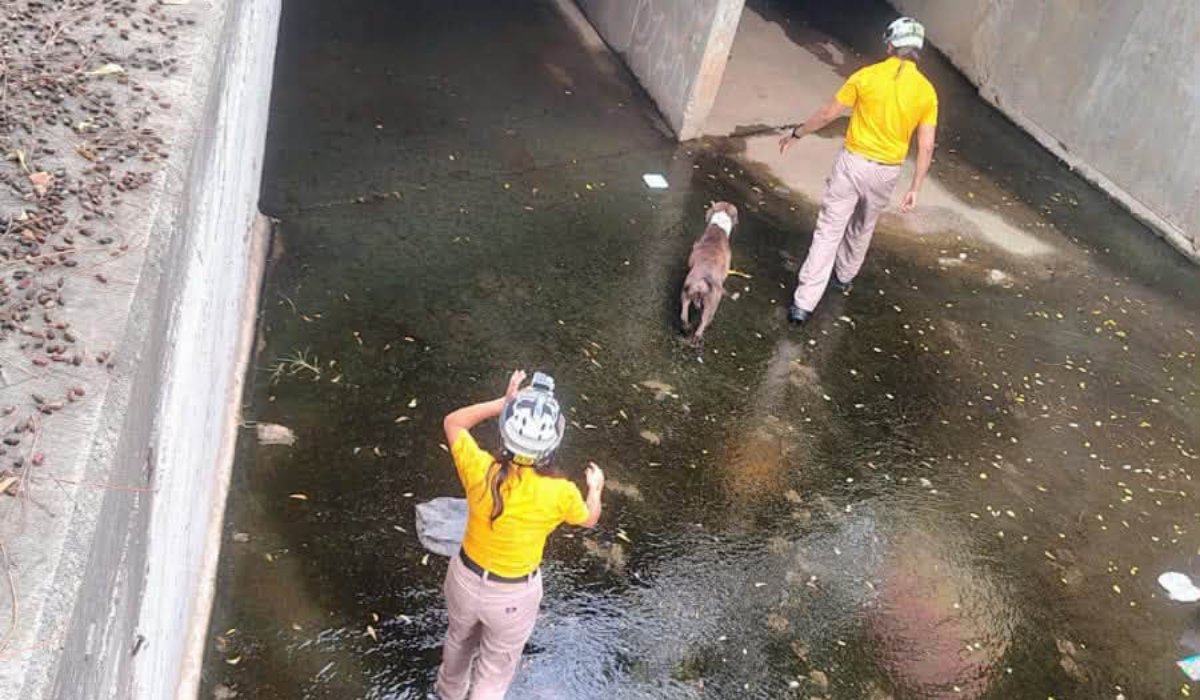 Rescatan a perrito de canal pluvial en Mazatlán
