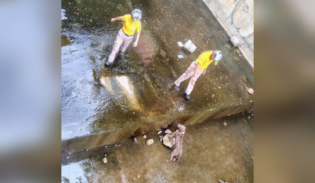 Rescatan a perrito de canal pluvial en Mazatlán