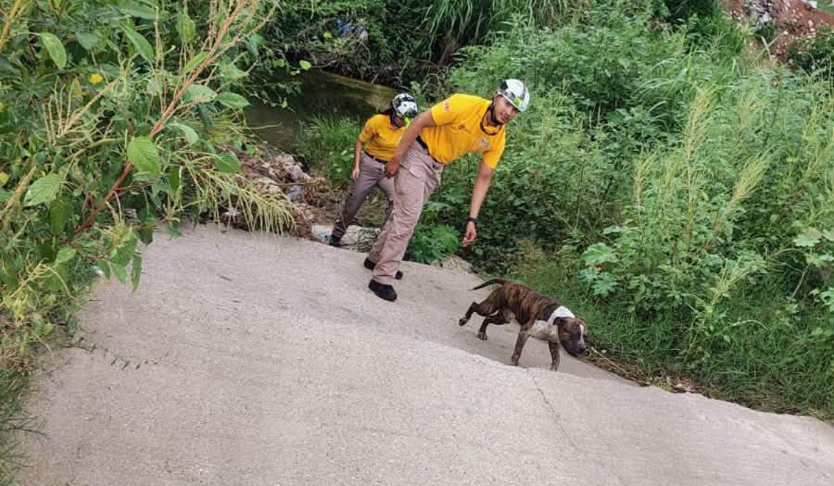 Rescatan a perrito de canal pluvial en Mazatlán