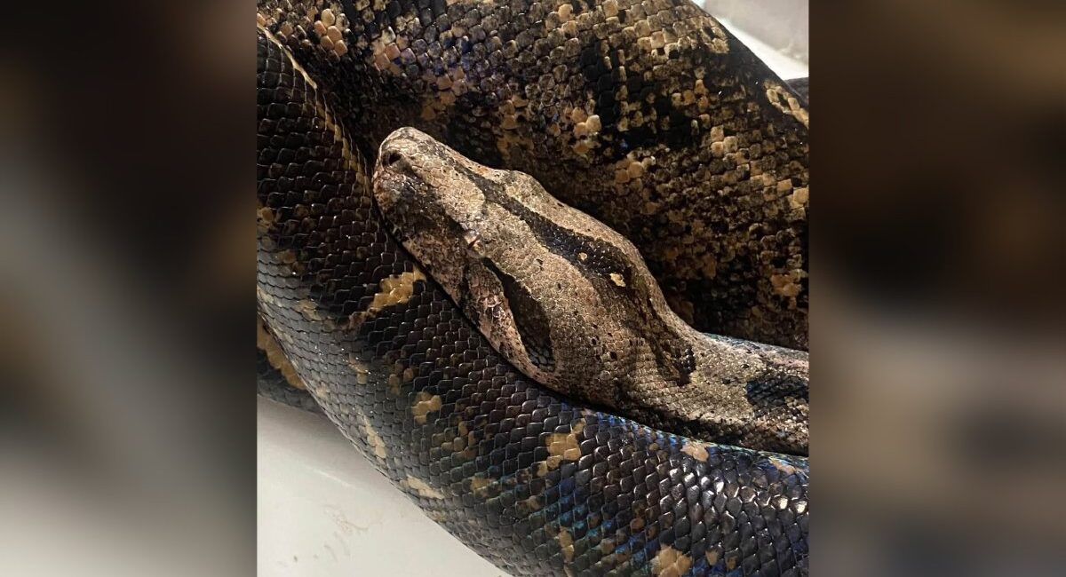 ‘No la maten’: busca a su mascota, una serpiente que escapó cerca del Parque Martiniano en Mazatlán, Sinaloa