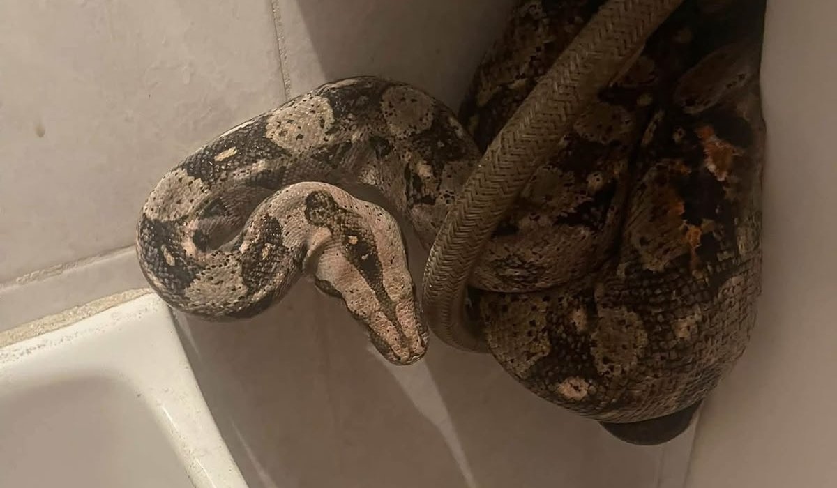 Serpiente extraviada en Mazatlán