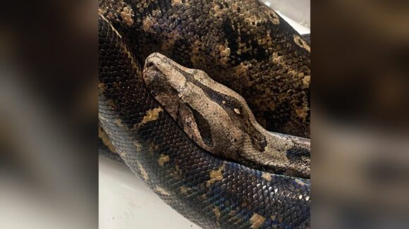 ‘No la maten’: busca a su mascota, una serpiente que escapó cerca del Parque Martiniano en Mazatlán, Sinaloa