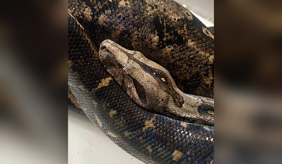 Serpiente extraviada en Mazatlán