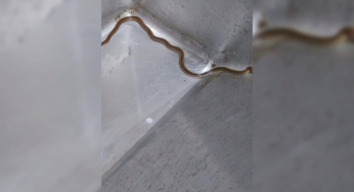 Serpientes causan alarma al irrumpir en el IMSS Bienestar de Guasave, Sinaloa