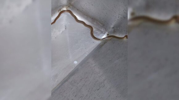 Serpientes causan alarma al irrumpir en el IMSS Bienestar de Guasave, Sinaloa