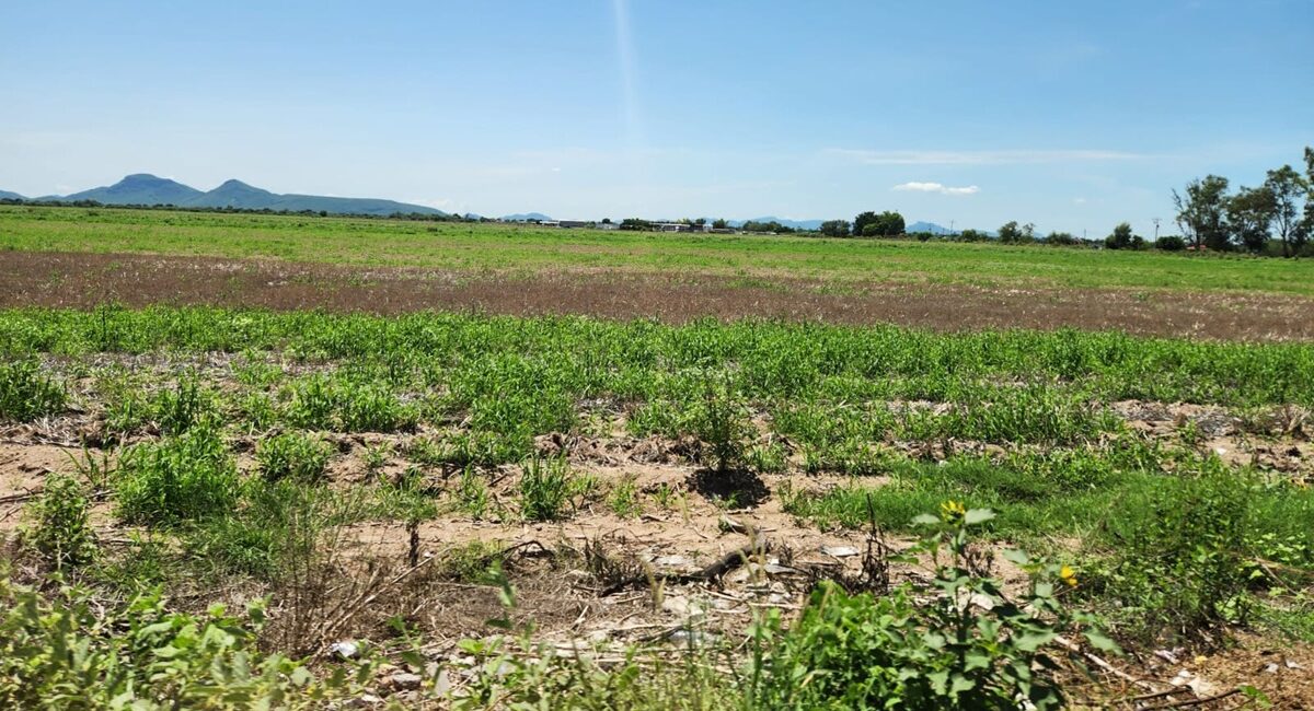 Alto costo del amoníaco pega en inicio del ciclo agrícola: AARFS
