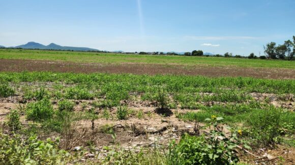 Estamos ‘desarmados’: productores del norte de Sinaloa no tienen ni para limpiar parcelas, ante el nuevo ciclo agrícola