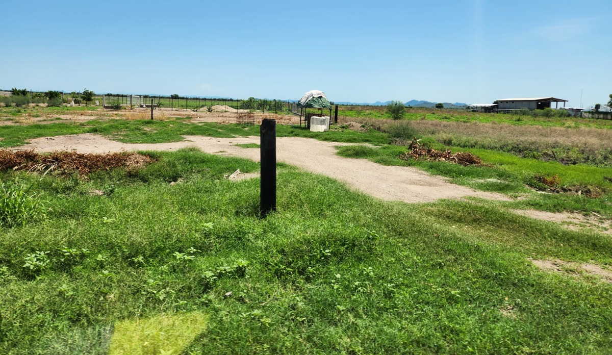 Siembra de hortalizas en el Valle de El Carrizo, Ahome