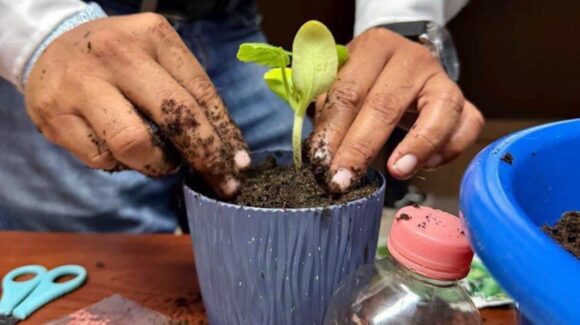 De botellas a hortalizas; UAS impulsa huertos sustentables entre estudiantes de Mazatlán, Sinaloa