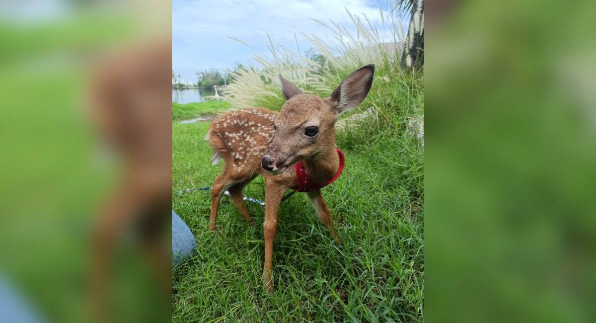 ‘Benito’ llegó con horas de nacido y hoy ya corre; el Hospital de Fauna del Gran Acuario de Mazatlán, Sinaloa rescata a tres venaditos