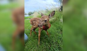 ‘Benito’ llegó con horas de nacido y hoy ya corre; el Hospital de Fauna del Gran Acuario de Mazatlán, Sinaloa rescata a tres venaditos