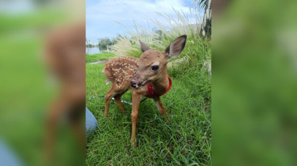 ‘Benito’ llegó con horas de nacido y hoy ya corre; el Hospital de Fauna del Gran Acuario de Mazatlán, Sinaloa rescata a tres venaditos