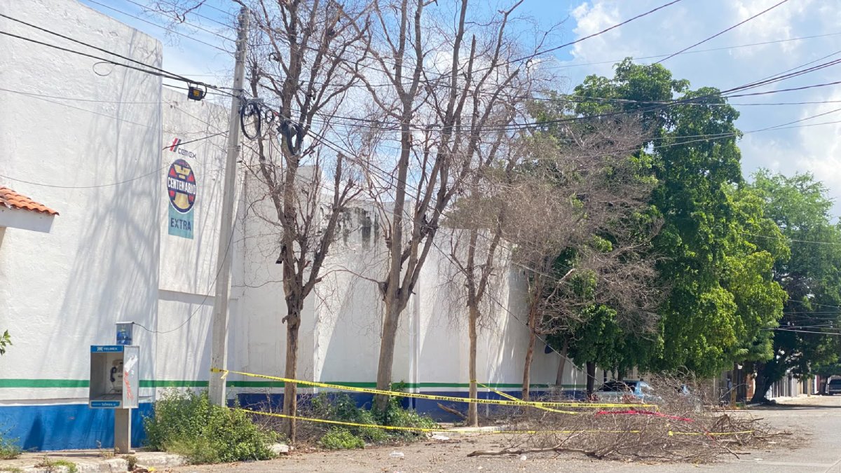 vientos de hasta 130 km h derriban arboles y postes en guasave