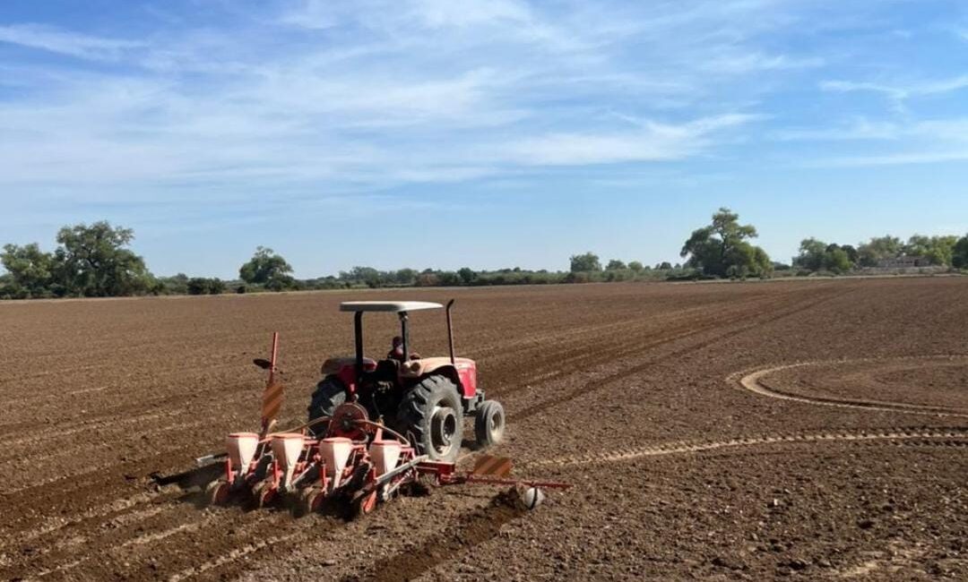 Reactivan labores agrícolas en Guasave; con incertidumbre por créditos y rentabilidad