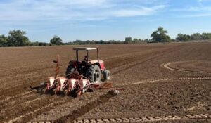 Reactivan labores agrícolas en Guasave; con incertidumbre por créditos y rentabilidad