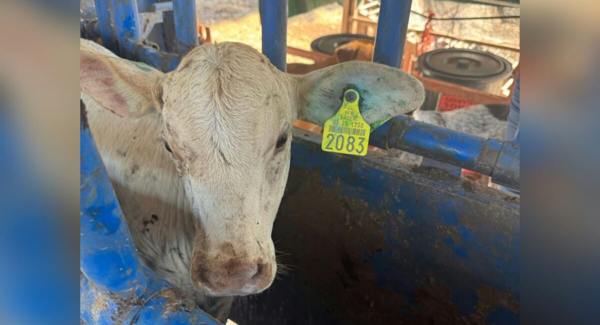 UGRS sostiene que revisar el ganado después del areteo es clave para prevenir el gusano barrenador