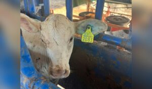 UGRS sostiene que revisar el ganado después del areteo es clave para prevenir el gusano barrenador