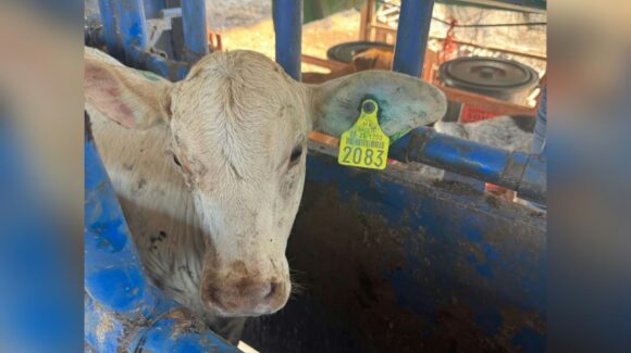 UGRS sostiene que revisar el ganado después del areteo es clave para prevenir el gusano barrenador