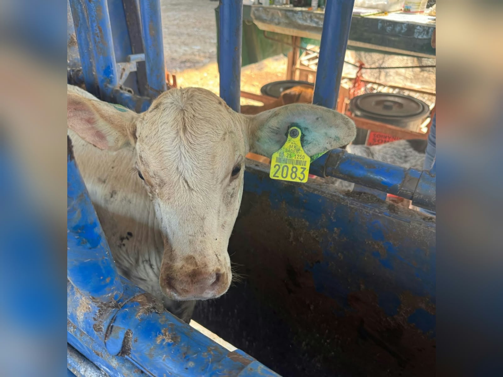Aretero de ganado en Sinaloa