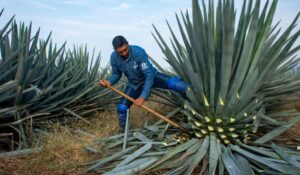 ¿Ocho años para aprovechar la planta de agave? Codesin ve necesario financiamiento inicial a productores agrícolas del sur de Sinaloa