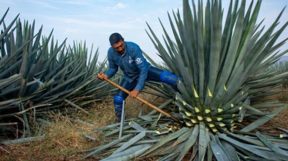 ¿Ocho años para aprovechar la planta de agave? Codesin ve necesario financiamiento inicial a productores agrícolas del sur de Sinaloa