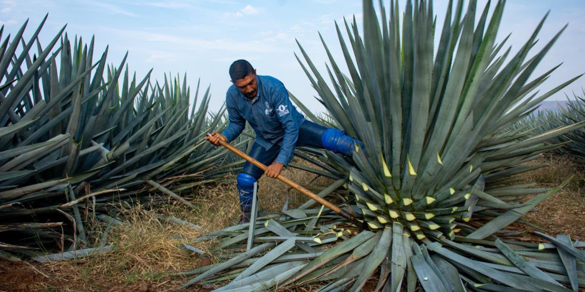 Codesin ve necesario financiamiento inicial a productores agrícolas del sur de Sinaloa