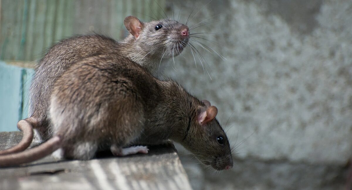 ¿Tienes ratas o ratones en casa? Estos consejos te ayudarán a evitar que entren y se reproduzcan
